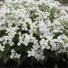 200 Seeds Creeping Thyme White Red Available Fresh Seeds