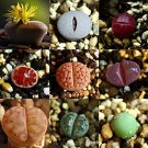 1000 Seeds Rare Succulent Planter Fresh Seeds