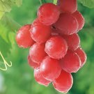 200 Seeds Pink Hongti Grape Organic Fresh Seeds