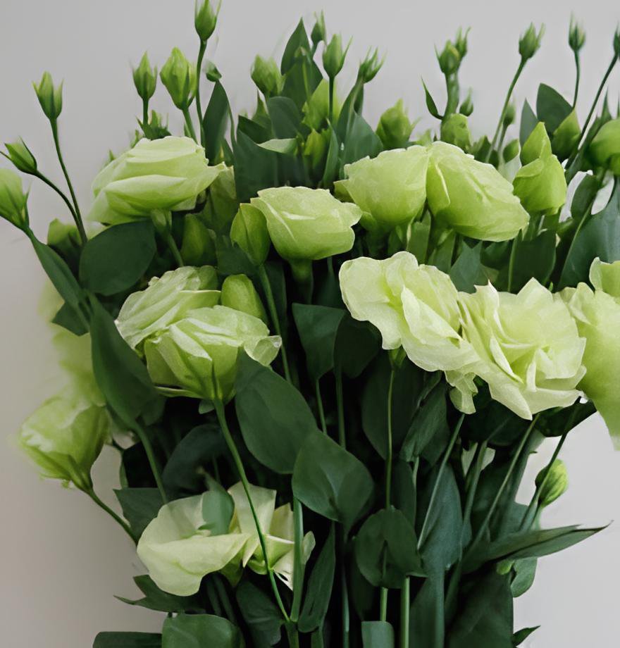 400 Seeds Greenish White Eustoma Grandiflorum Fresh Seeds