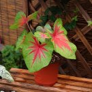400 Seeds Colorful Caladium Dwarf Bonsai Plant Burnt Fresh Seeds