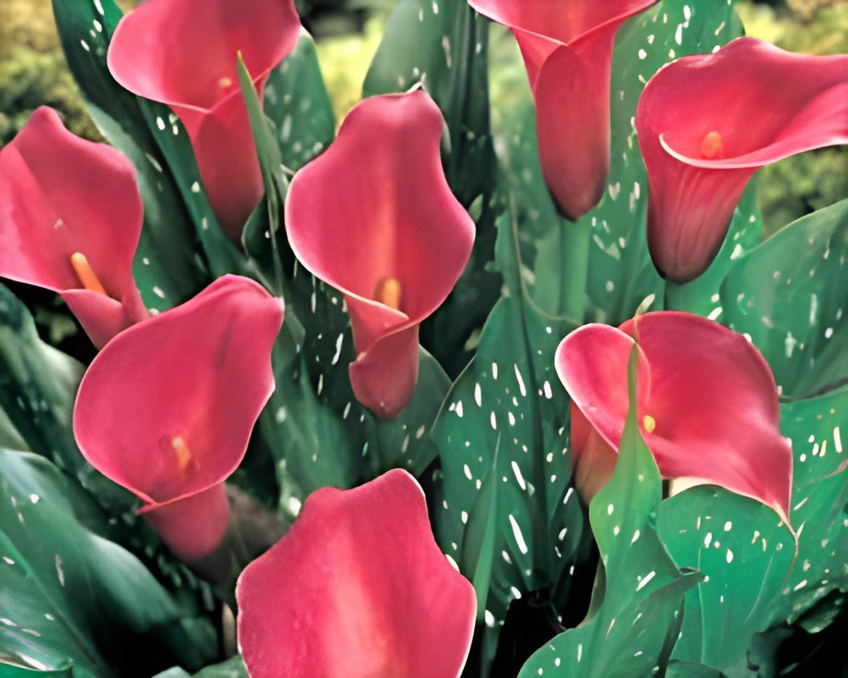 200 Seeds Calla Lily Zantedeschia aethiopica Flower Fresh Seeds