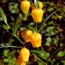 100 Seeds Sandersonia Fresh Seeds