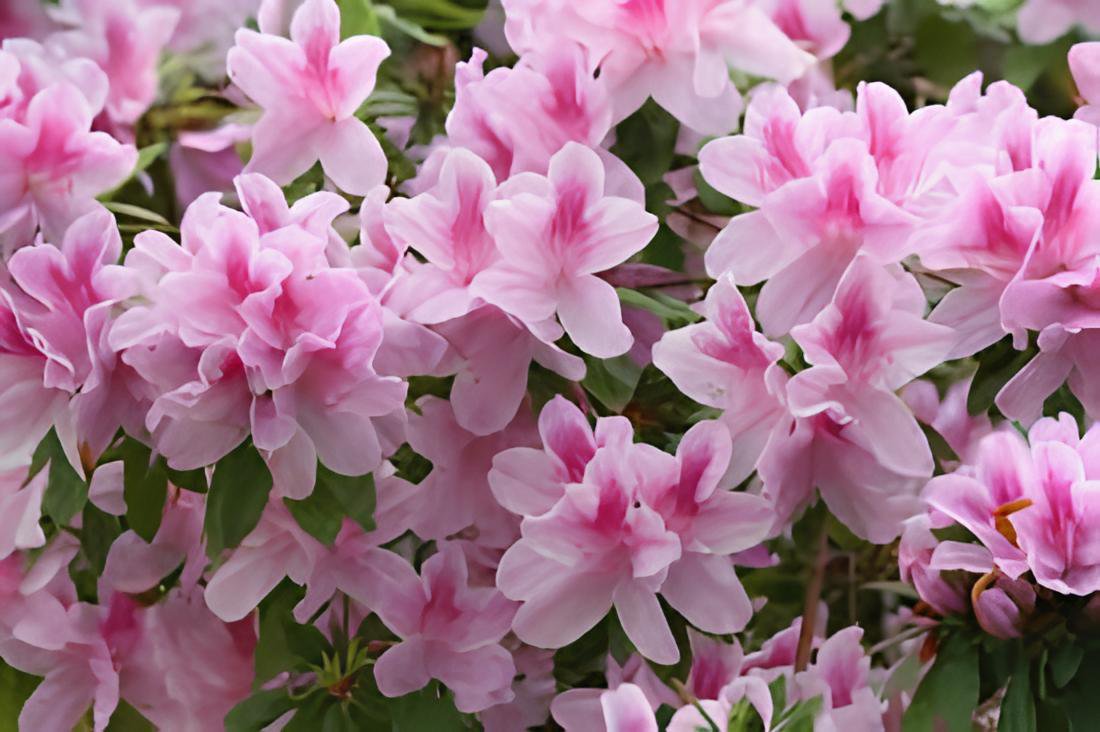 200 Seeds Rhododendron Flower Easy to Grow Azalea Fresh Seeds