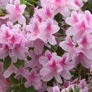 200 Seeds Rhododendron Flower Easy to Grow Azalea Fresh Seeds