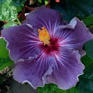 40 Seeds Giant Purple Hibiscus Flower Fresh Seeds