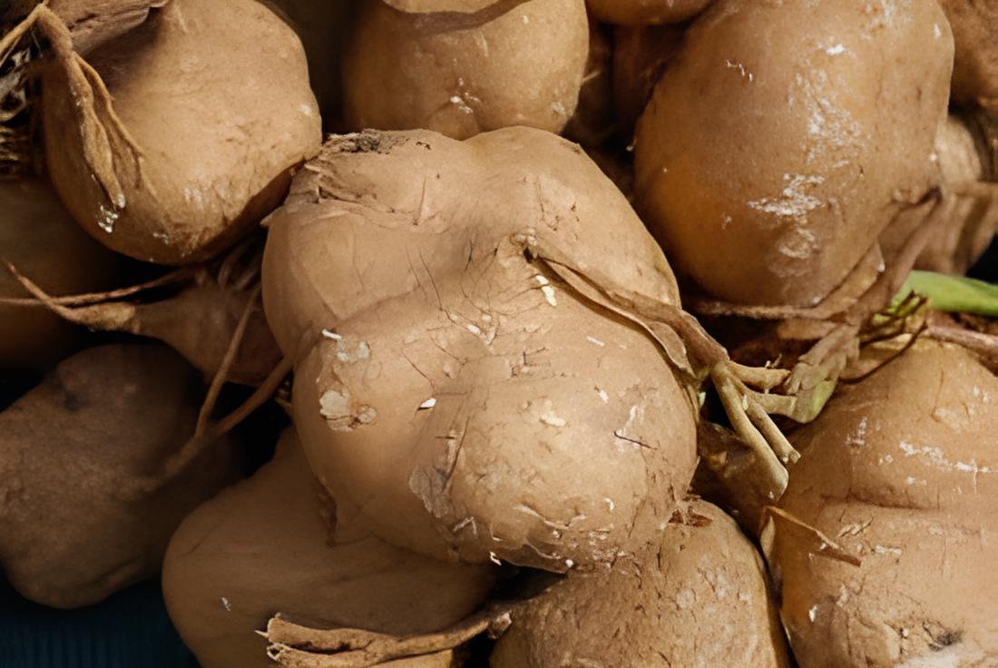 40 Seeds Pachyrhizus Fresh Seeds