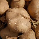 40 Seeds Pachyrhizus Fresh Seeds