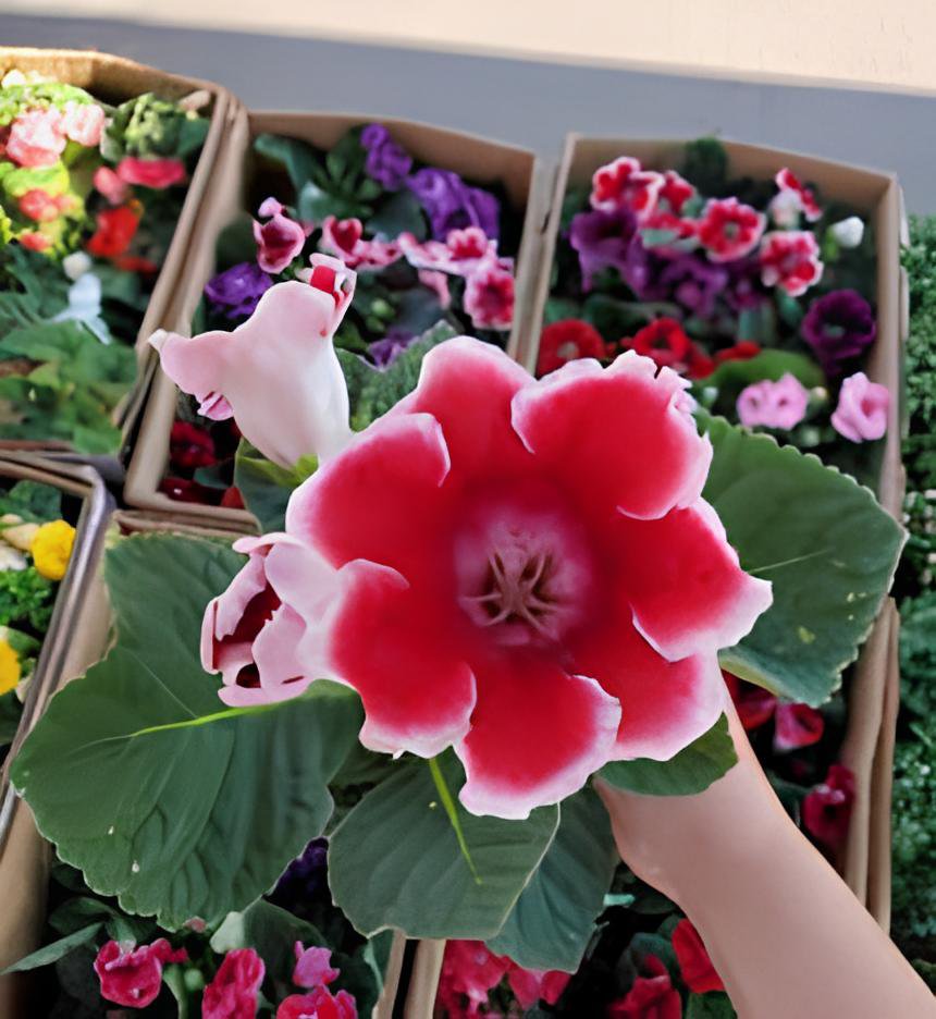 200 Seeds 24 Color Imported Gloxinia Plant Fresh Seeds