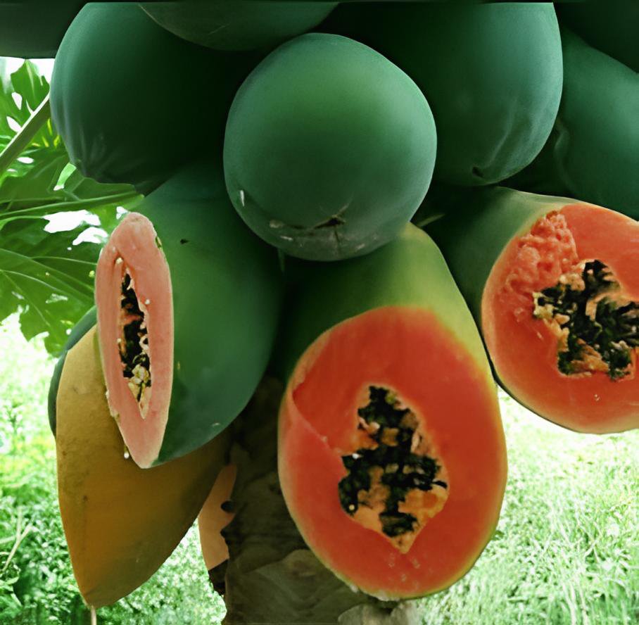 40 Seeds Dwarf Sweet Papaya Fresh Seeds