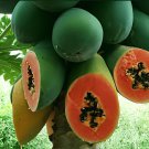 40 Seeds Dwarf Sweet Papaya Fresh Seeds