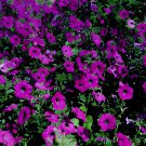 200 Seeds Purple Garden Petunia Perennial Flower Fresh Seeds