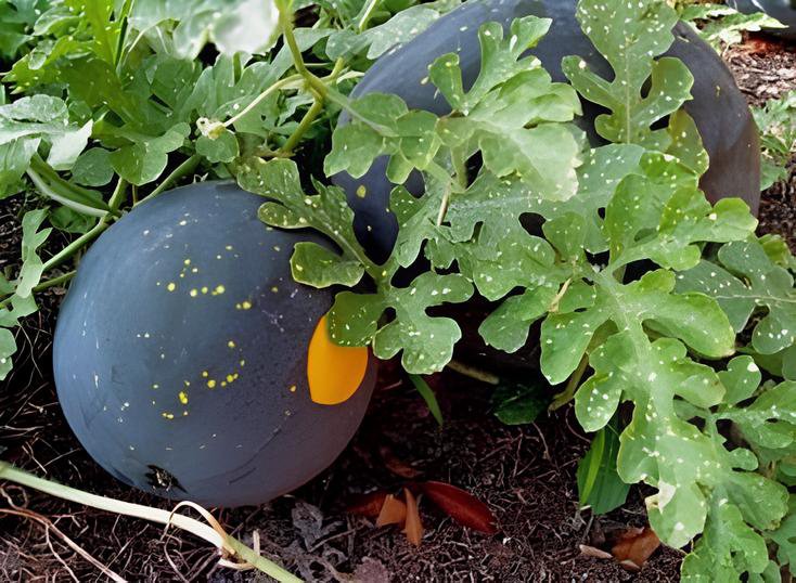 20 Seeds Black Yellow Skin Red Watermelon 'Crystal Ball' Fresh Seeds