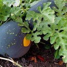 20 Seeds Black Yellow Skin Red Watermelon 'Crystal Ball' Fresh Seeds