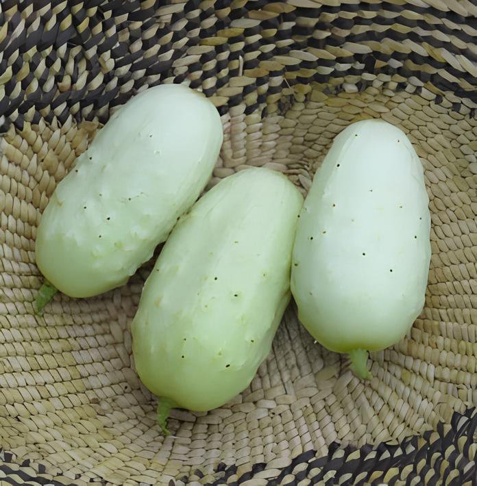 20 Seeds Miniature Sweet White Cucumber Cucumis Sativus Fresh Seeds