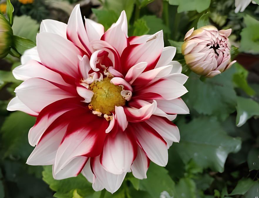 40 Seeds Red White Dahlia Pinnata Flower Fresh Seeds