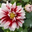 40 Seeds Red White Dahlia Pinnata Flower Fresh Seeds