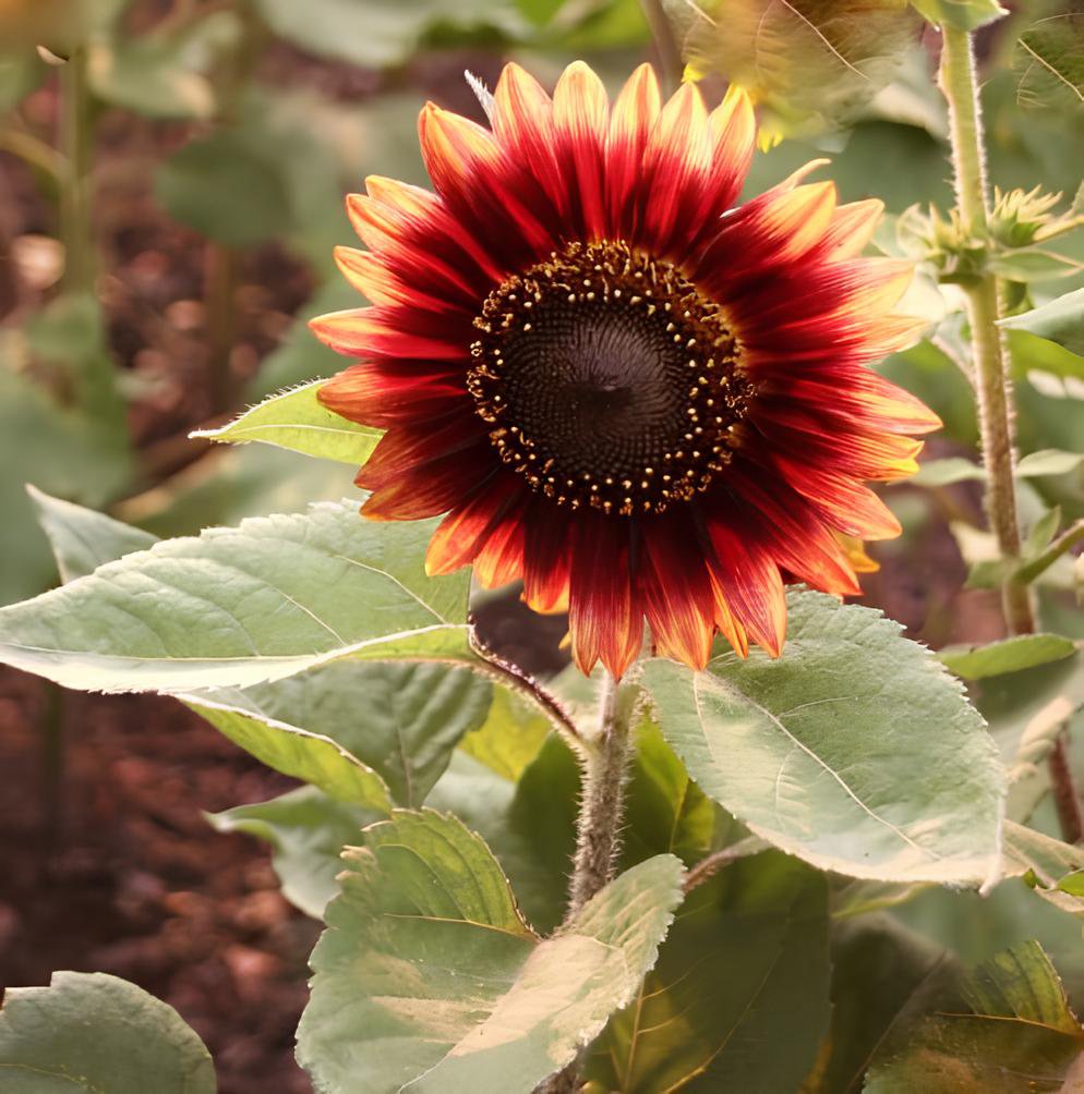 40 Seeds Evening Sun Sunflower, Professional Pack Fresh Seeds