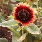 40 Seeds Evening Sun Sunflower, Professional Pack Fresh Seeds