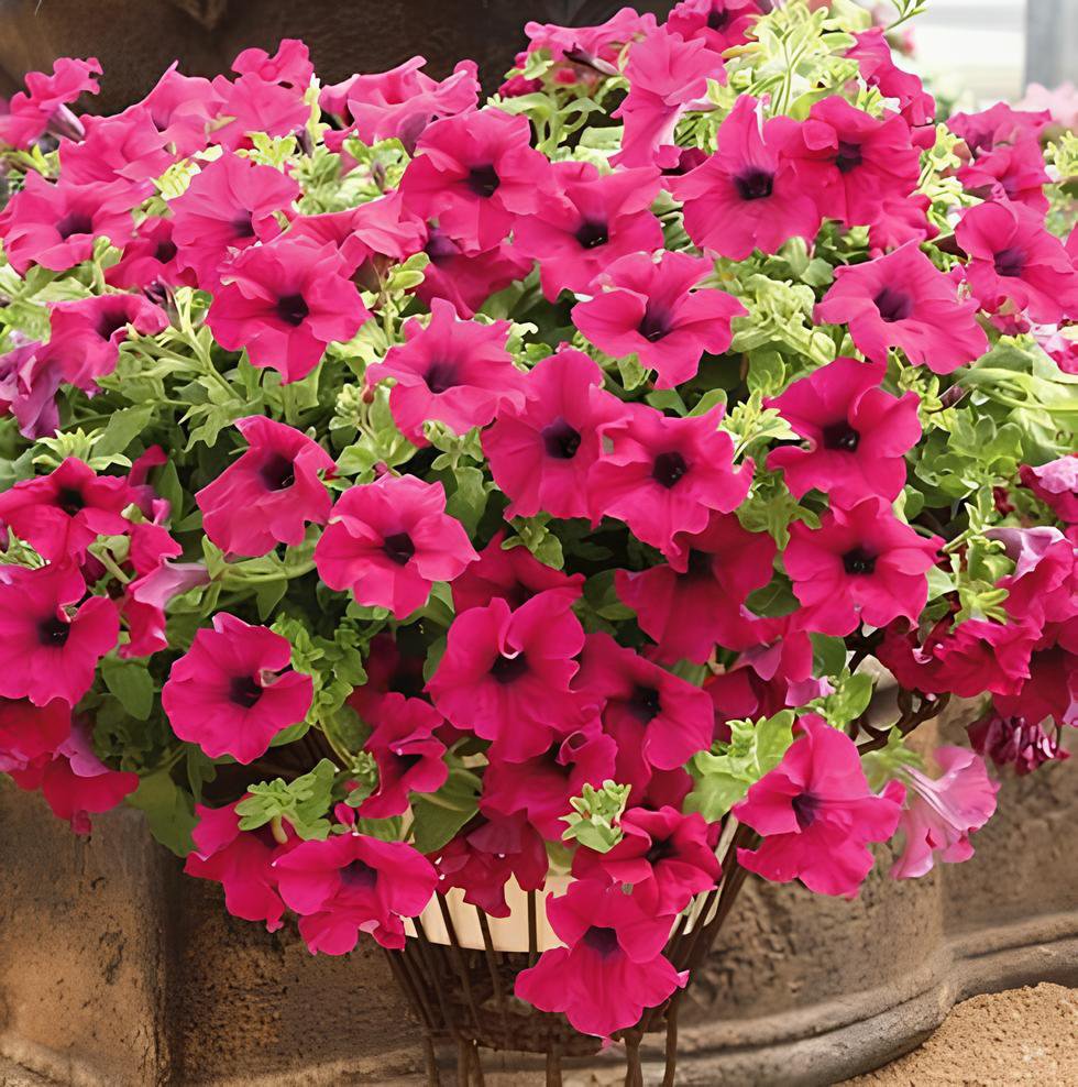 200 Seeds Heirloom Beautiful Rose Red Petunia Bonsai Flowers Fresh Seeds