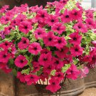 200 Seeds Heirloom Beautiful Rose Red Petunia Bonsai Flowers Fresh Seeds