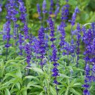 60 Seeds Victoria Salvia farinacea Sage Perennial Flower Fresh Seeds
