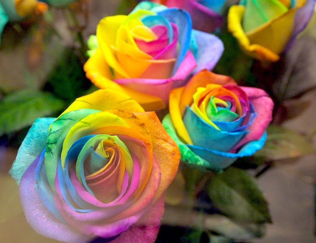 400 Seeds Rainbow Colorful Rose Shrub Flower Fresh Seeds