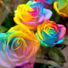 400 Seeds Rainbow Colorful Rose Shrub Flower Fresh Seeds