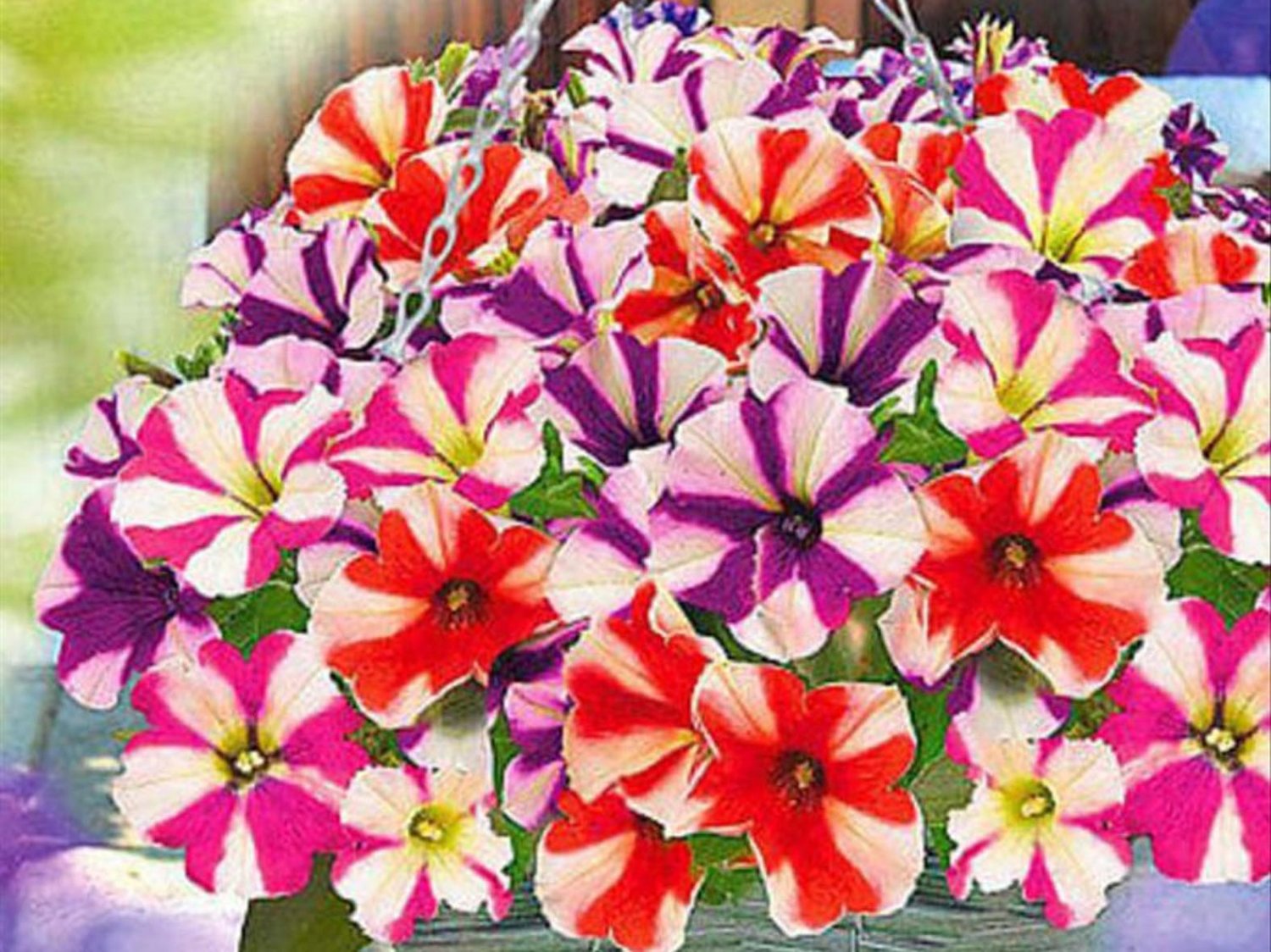 400 Seeds Petunia Compacta Nana F2 Petunia Star Dwarf Mixed Fresh Seeds