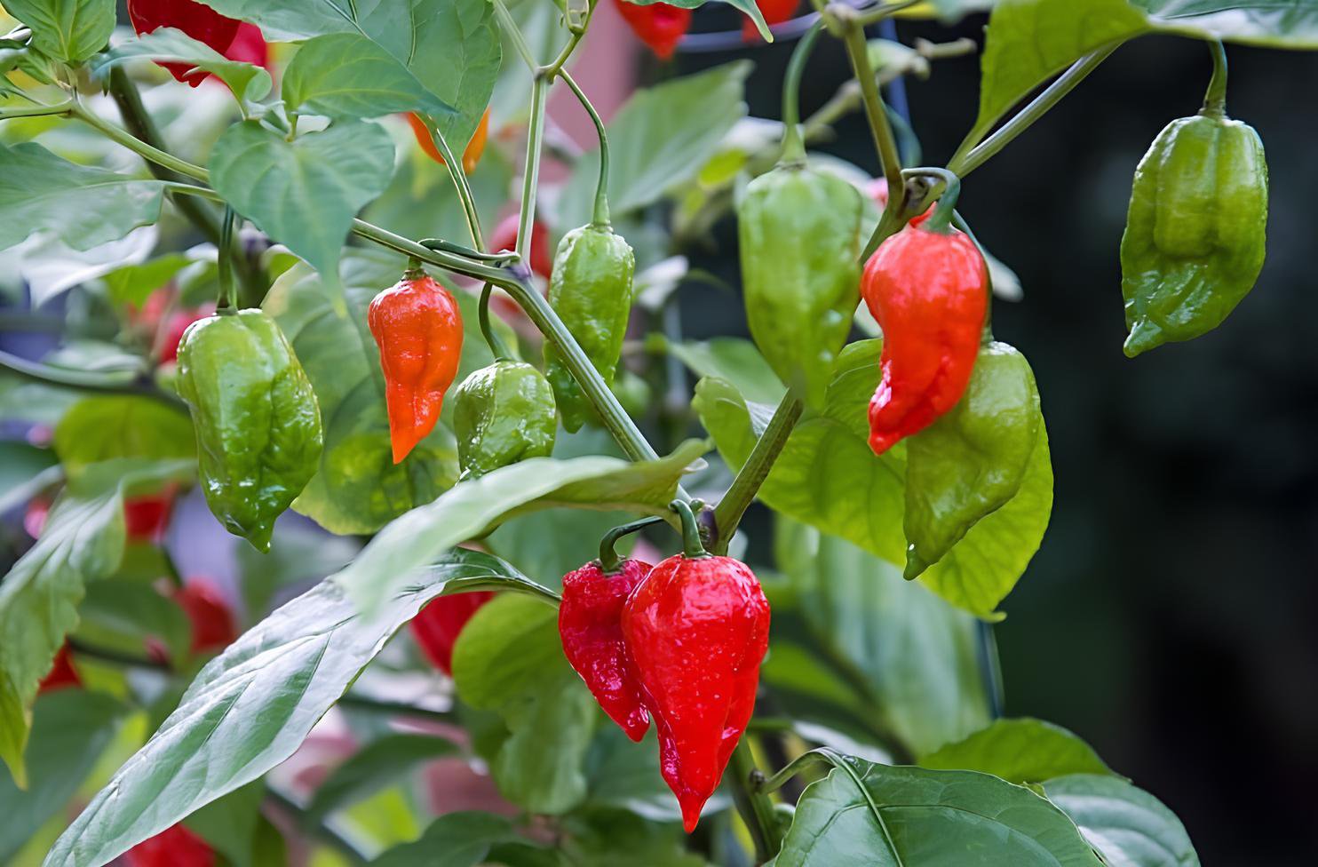 30 Seeds Bhut Jolokia Indian Ghost Pepper Scoville Over 1,000,000 Fresh Seeds