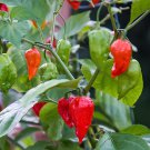 30 Seeds Bhut Jolokia Indian Ghost Pepper Scoville Over 1,000,000 Fresh Seeds