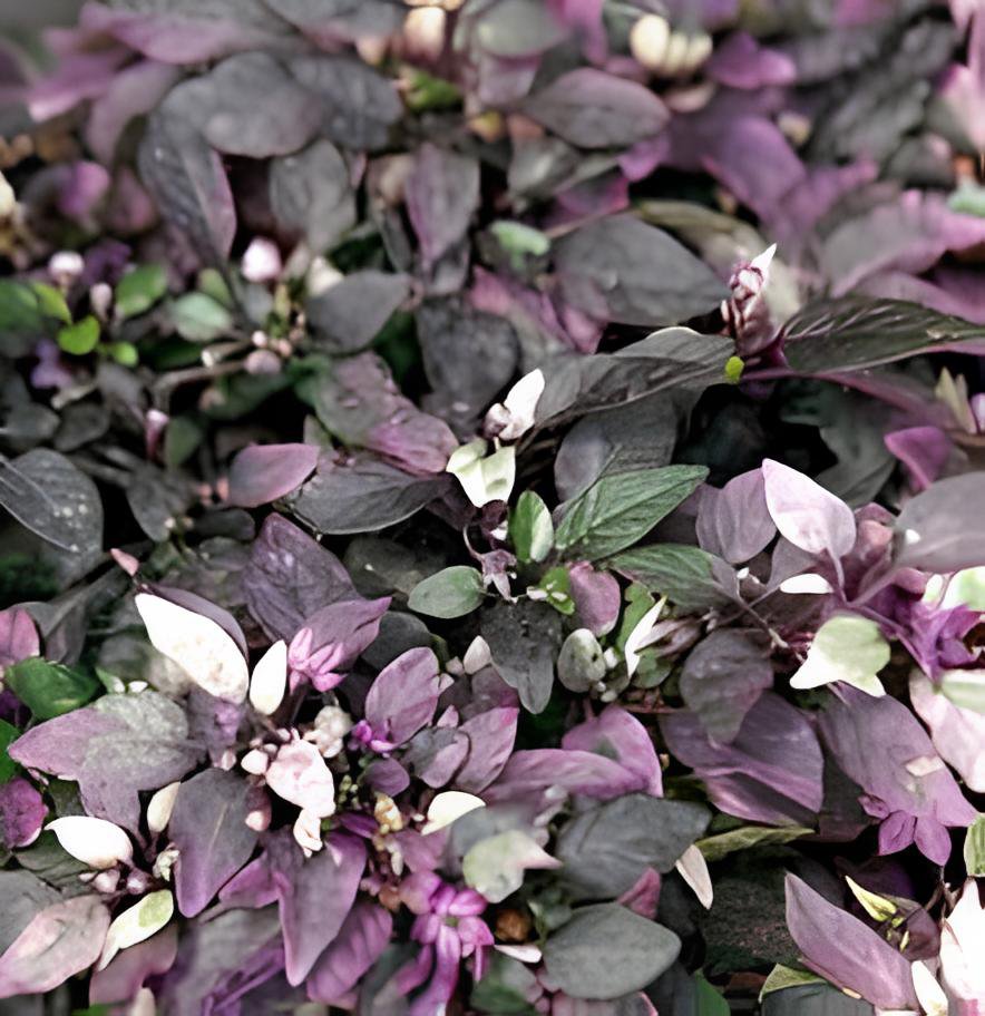 200 Seeds Purple Flash Ornamental Pepper Fresh Seeds