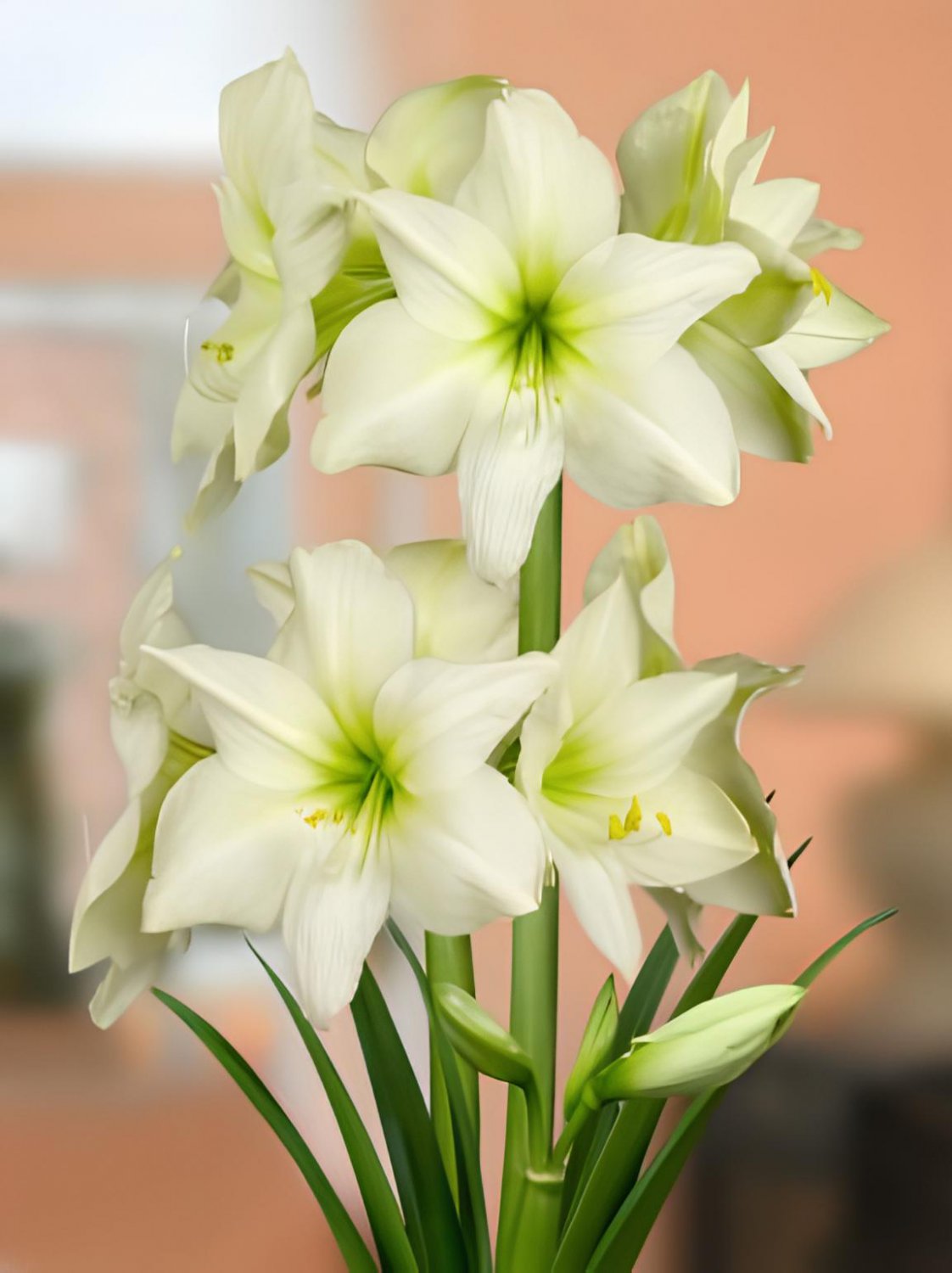 200 Seeds Amaryllis Bonsai Hippeastrum Flower Fresh Seeds