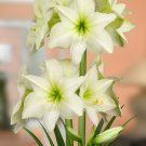 200 Seeds Amaryllis Bonsai Hippeastrum Flower Fresh Seeds