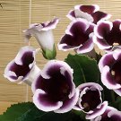 200 Seeds Sinningia Gloxinia Flower Bonsai Fresh Seeds