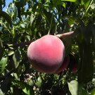20 Seeds Sweet Pink Red Peach Tree Fresh Seeds