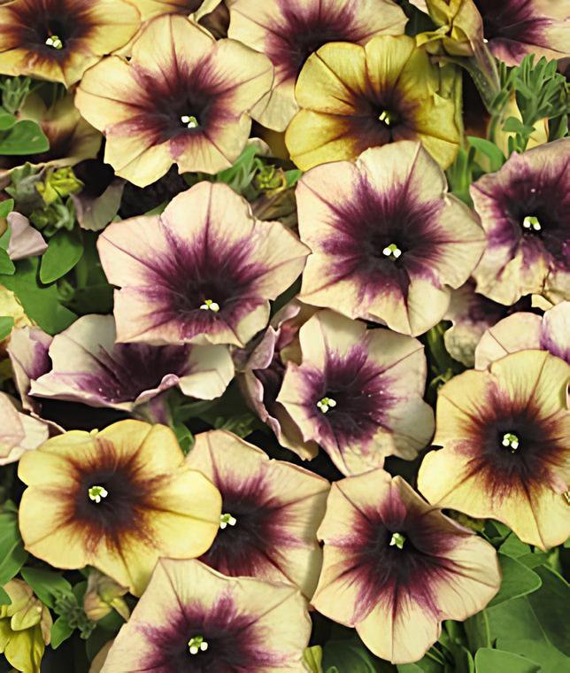200 Seeds Casctus Autumn Mystery Petunia Plants Flower Fresh Seeds