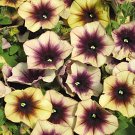 200 Seeds Casctus Autumn Mystery Petunia Plants Flower Fresh Seeds