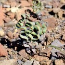 2 Seeds Trachyandra Flexifolia Fresh Seeds