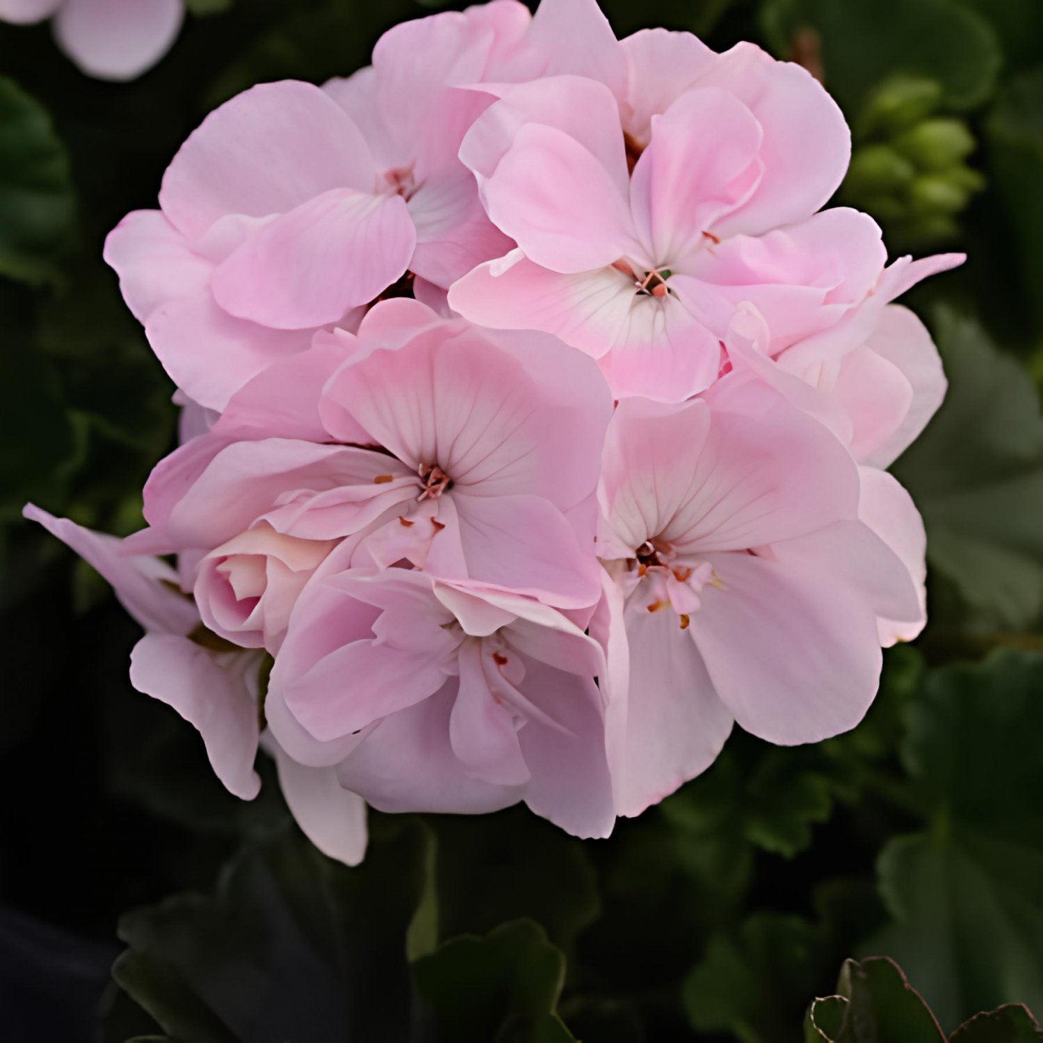 20 Seeds Purely Light Pink Compact Rosebuds Fresh Seeds