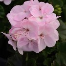 20 Seeds Purely Light Pink Compact Rosebuds Fresh Seeds