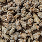 1000 Seeds Chinese Panax Notoginseng Pseudo-ginseng Fresh Seeds