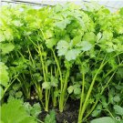320 Seeds Four Seasons Parsley Fresh Seeds