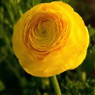 40 Seeds Aprrox Beautiful Flowering Blubs'Ranunculus-Persian Buttercup' Fresh Seeds