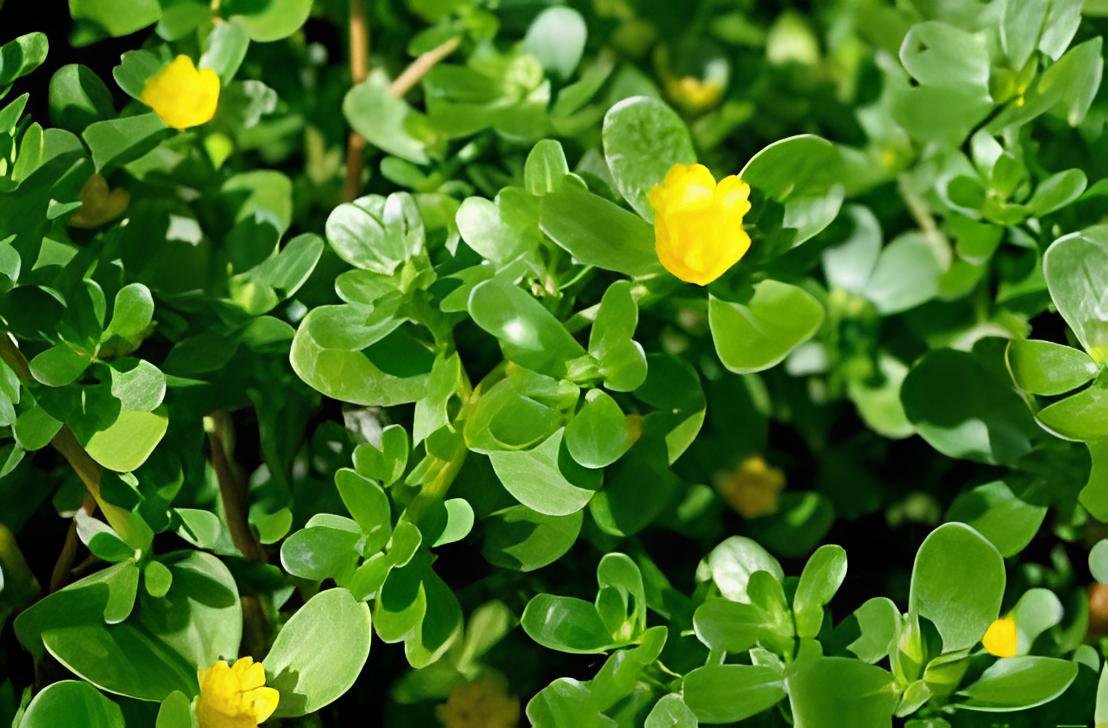 240 Seeds Rare Natural Organic Purslane Fresh Seeds