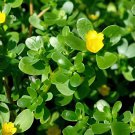 240 Seeds Rare Natural Organic Purslane Fresh Seeds