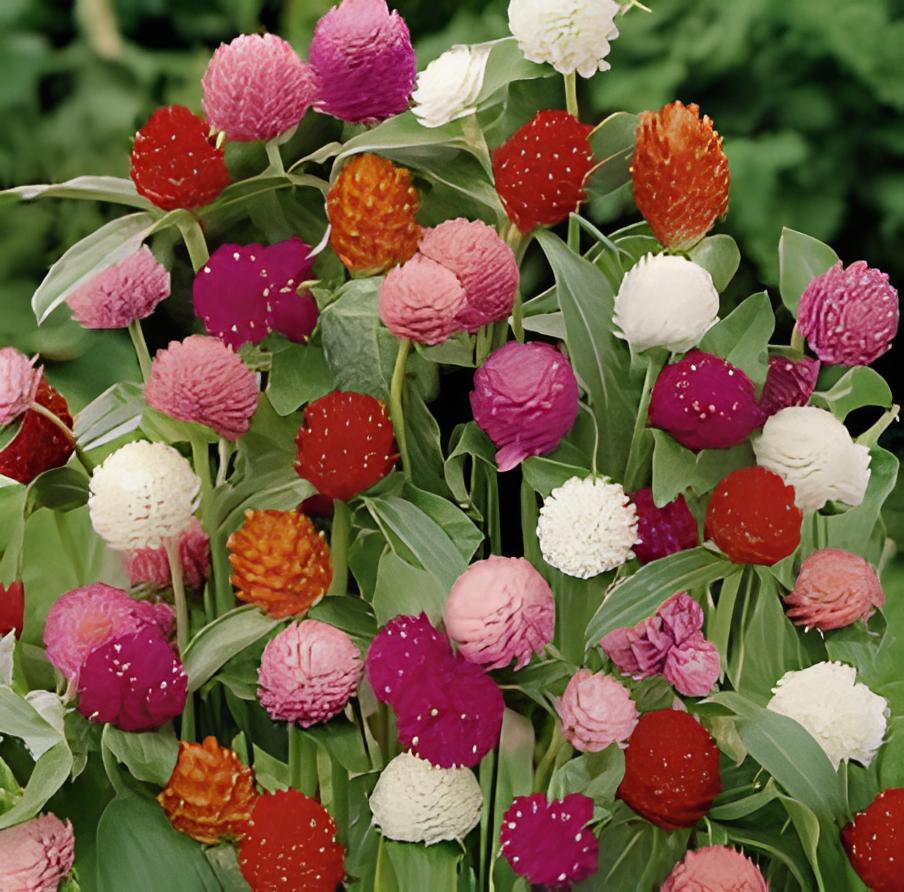 60 Seeds Higro Mix Gomphrena Globe Amaranth Flowers Fresh Seeds