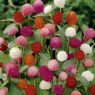 60 Seeds Higro Mix Gomphrena Globe Amaranth Flowers Fresh Seeds