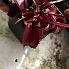 200 Seeds Red Dionaea muscipula Fresh Seeds