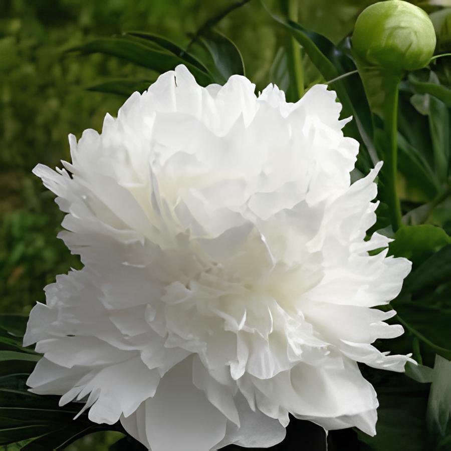 10 Seeds Rare Heirloom 'Xue Shan Jin Ding' White Black White Black Peony Tree Fresh Seeds